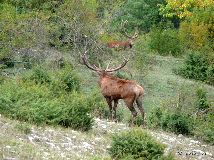 Alla corte di Sua Maest l''Unicorno - (fotoracconto fantasy)